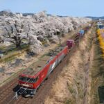 一目千本桜です！