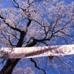仙台の桜満開です。